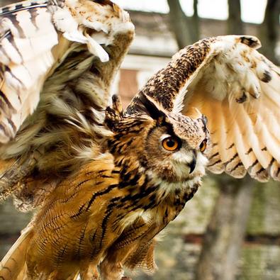 Birds of Prey Displays in Yorkshire, school visits and flying shows