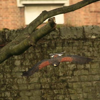 Flying displays, Birds of Prey shows in Yorkshire