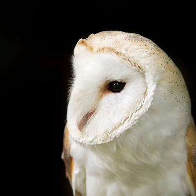 Birds of Prey Displays in Yorkshire, Owl handling and flying displays