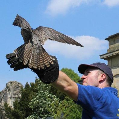 Birds of Prey Displays in Yorkshire, school visits and flying shows